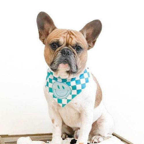 Blue Smile Pet Collar Bandana