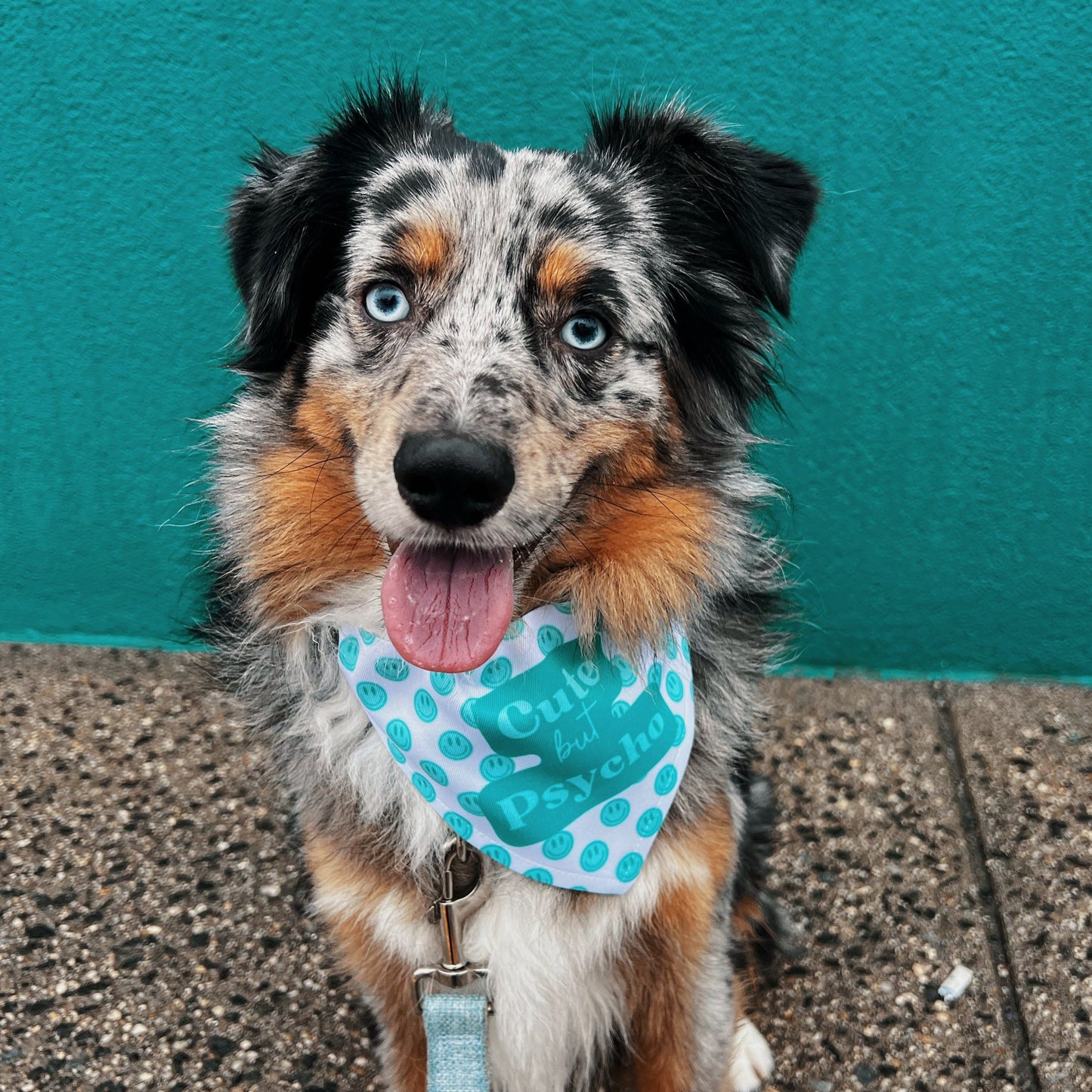 Cute but Psycho Pet Collar Bandana