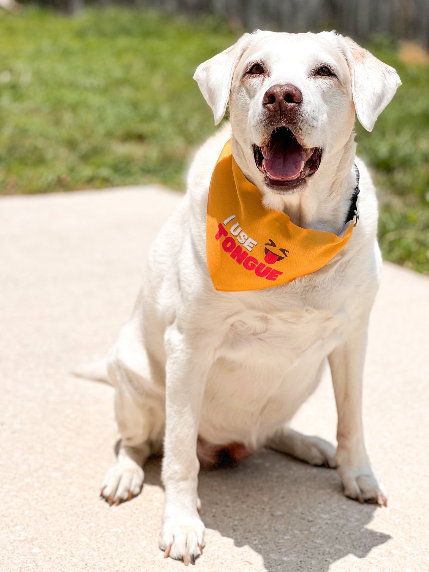 I Use Tongue Pet Collar Bandana